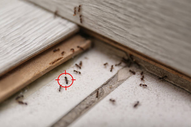 Best Local Pest Control Services  in Flemington, GA