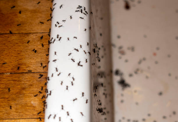 Best Insect Control  in Flemington, GA