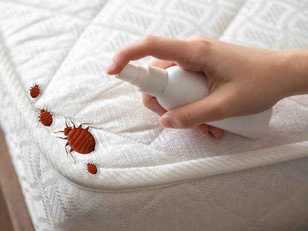 Best Spider Control Near Me  in Flemington, GA